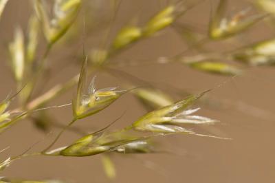 Trisète commune, Avoine dorée Trisetum flavescens (L.) P.Beauv., 1812