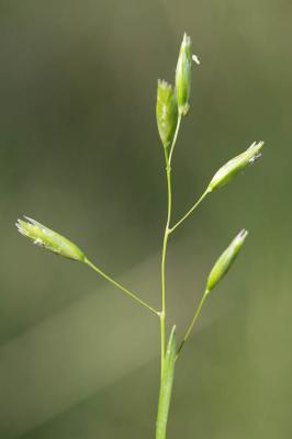 Danthonie, Sieglingie retombante Danthonia decumbens (L.) DC., 1805