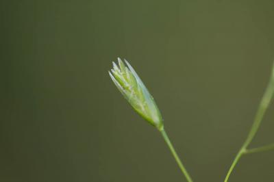 Danthonie, Sieglingie retombante Danthonia decumbens (L.) DC., 1805