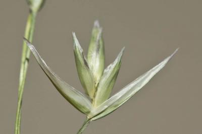 Danthonie, Sieglingie retombante Danthonia decumbens (L.) DC., 1805