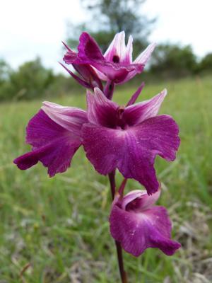  Anacamptis laxiflora x Serapias vomeracea 
