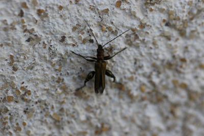 Oedemère noble Oedemera nobilis (Scopoli, 1763)