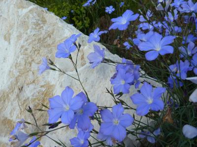 Lin de Narbonne Linum narbonense L., 1753
