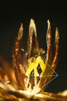 Jonc à fruits luisants, Jonc à fruits brillants Juncus articulatus L., 1753