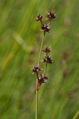 Jonc strié Juncus striatus Schousb. ex E.Mey., 1822