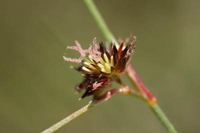 Jonc strié Juncus striatus Schousb. ex E.Mey., 1822