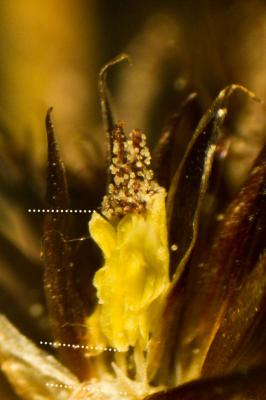 Jonc strié Juncus striatus Schousb. ex E.Mey., 1822