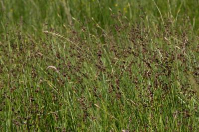 Jonc strié Juncus striatus Schousb. ex E.Mey., 1822