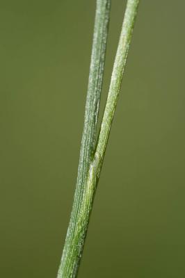 Jonc strié Juncus striatus Schousb. ex E.Mey., 1822