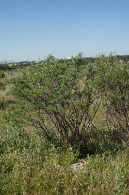 Baguenaudier, Arbre à vessies Colutea arborescens L., 1753