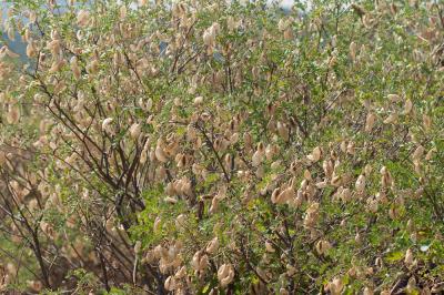 Baguenaudier, Arbre à vessies Colutea arborescens L., 1753