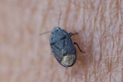  Ochetostethus Fieber, 1860