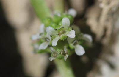 Corne-de-cerf écailleuse , Sénebière Corne-de-cerf Lepidium squamatum Forssk., 1775