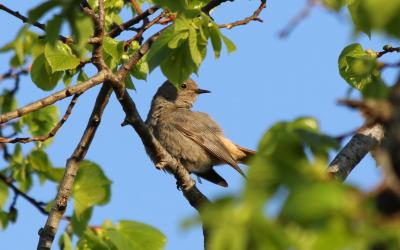Rougequeue noir Phoenicurus ochruros (S. G. Gmelin, 1774)