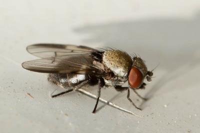  Milichia speciosa Meigen, 1830