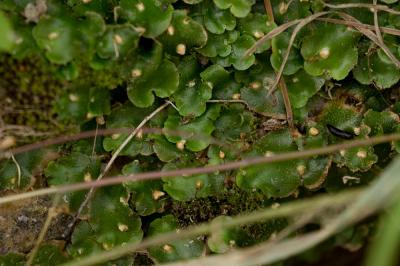  Lunularia cruciata (L.) Dumort. ex Lindb., 1868