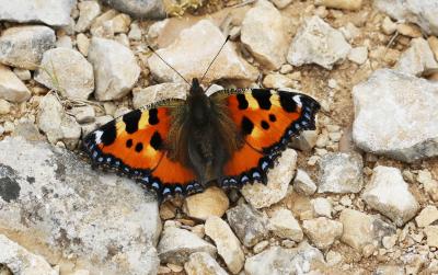 Petite Tortue (La), Vanesse de l'Ortie (La), Petit Aglais urticae (Linnaeus, 1758)