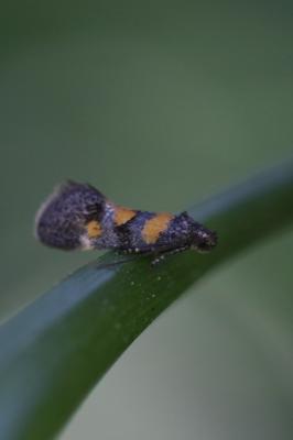  Chrysoesthia sexguttella (Thunberg & Wenner, 1794)
