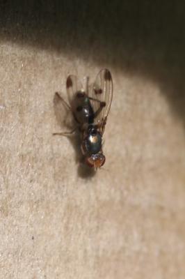  Geomyza tripunctata Fallén, 1823
