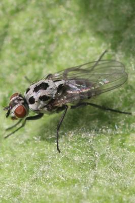  Anthomyia pluvialis (Linnaeus, 1758)