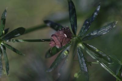  Dyroderes umbraculatus (Fabricius, 1775)