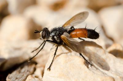  Cylindromyia brassicaria (Fabricius, 1775)