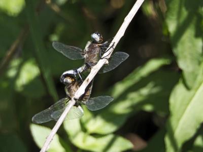 Libellule fauve (La) Libellula fulva O.F. Müller, 1764