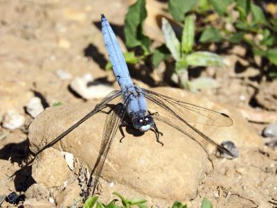 Orthétrum brun (L') Orthetrum brunneum (Boyer de Fonscolombe, 1837)