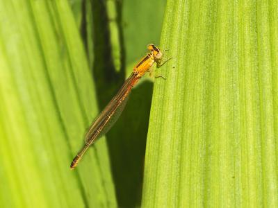 Agrion nain (L') Ischnura pumilio (Charpentier, 1825)