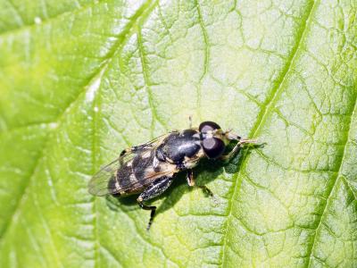  Syritta pipiens (Linnaeus, 1758)