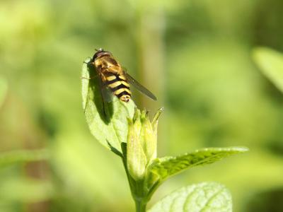 Syrphe du groseillier Syrphus ribesii (Linnaeus, 1758)