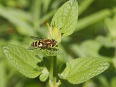Syrphe du groseillier Syrphus ribesii (Linnaeus, 1758)