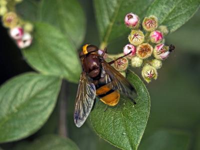 Volucelle zonée Volucella zonaria (Poda, 1761)