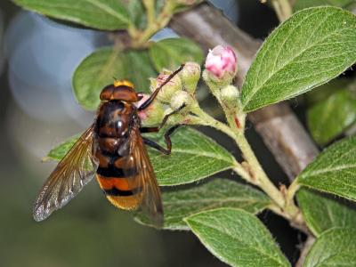 Volucelle zonée Volucella zonaria (Poda, 1761)