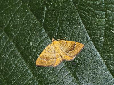 Brocatelle d'or (La) Camptogramma bilineata (Linnaeus, 1758)