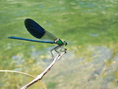 Caloptéryx occitan Calopteryx xanthostoma (Charpentier, 1825)