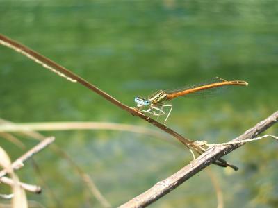 Agrion orangé Platycnemis acutipennis Selys, 1841