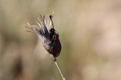 Zygène du Panicaut (La) Zygaena sarpedon (Hübner, 1790)
