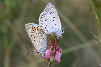 Azuré de l'Adragant (L'), Azuré du Plantain (L'),  Polyommatus escheri (Hübner, 1823)