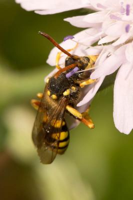  Nomada sexfasciata Panzer, 1799