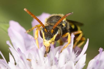  Nomada sexfasciata Panzer, 1799