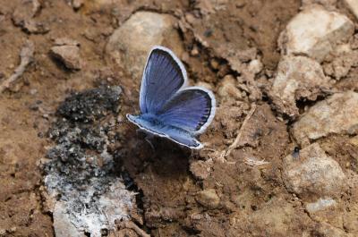Azuré de l'Ajonc (L'), Argus bleu-violet (L'), Arg Plebejus argus (Linnaeus, 1758)