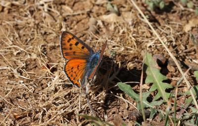 Cuivré mauvin (Le) Lycaena alciphron alciphron (Rottemburg, 1775)