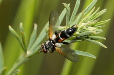  Cylindromyia Meigen, 1803