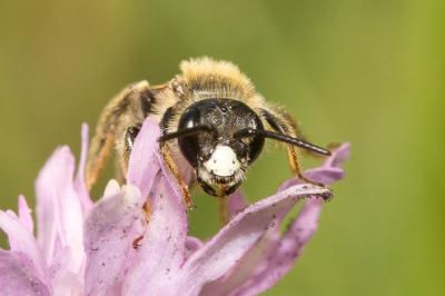 Andrène de la scabieuse Andrena hattorfiana (Fabricius, 1775)
