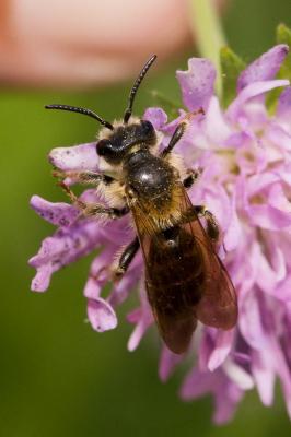 Andrène de la scabieuse Andrena hattorfiana (Fabricius, 1775)