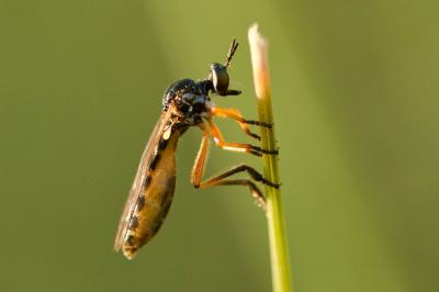  Dioctria bicincta Meigen, 1820