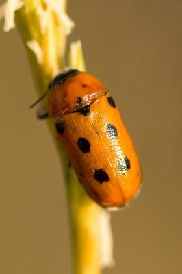  Tituboea biguttata (Olivier, 1791)
