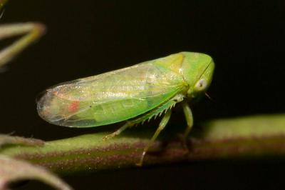 Macropsis albae Wagner, 1950