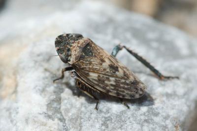  Aphrodes 